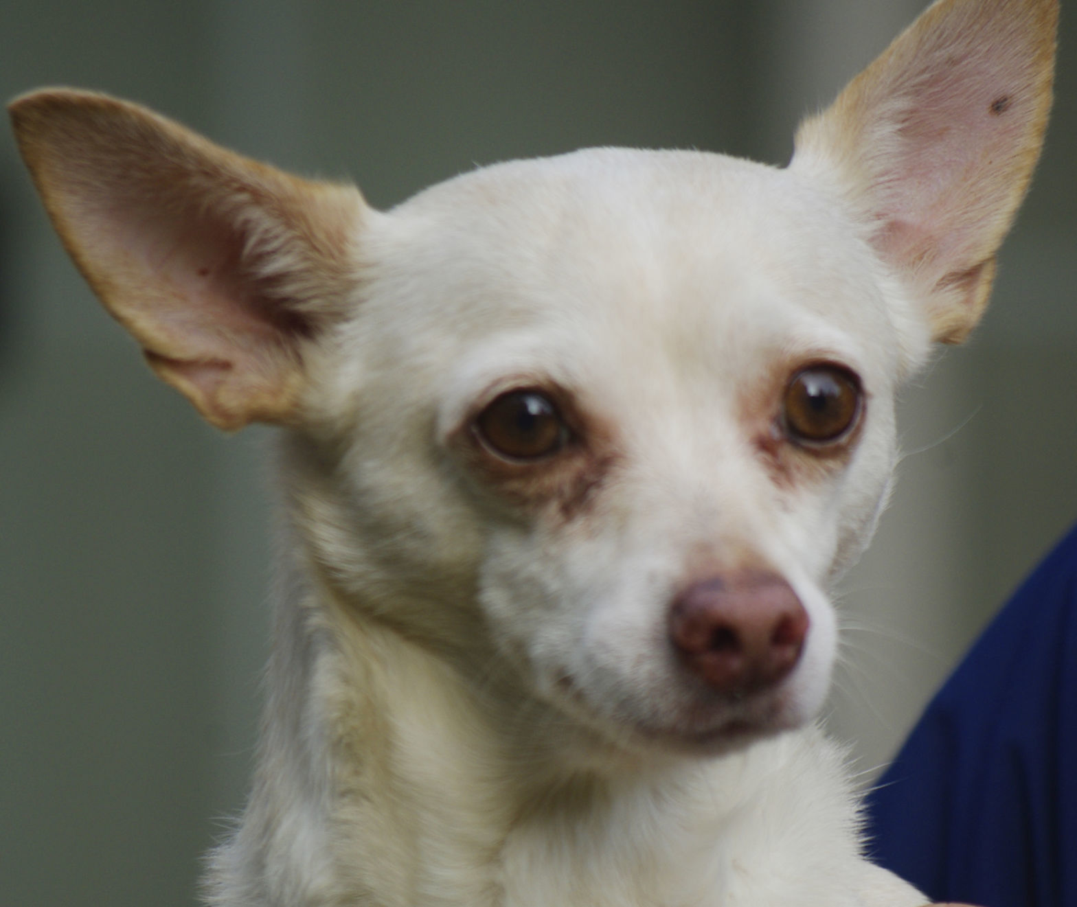 Pets of the Week: Goldie
